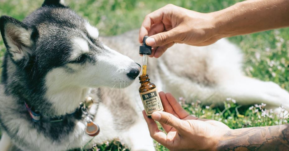 Can You Use Pet CBD Oil for Humans – Everything You Need to Know