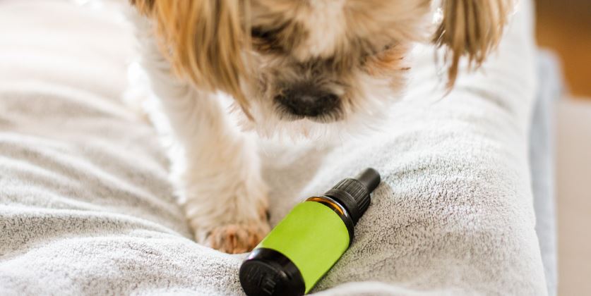 How to Use Hemp Salve for Dogs